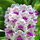 JMS Orchid Seeds 100 Pcs