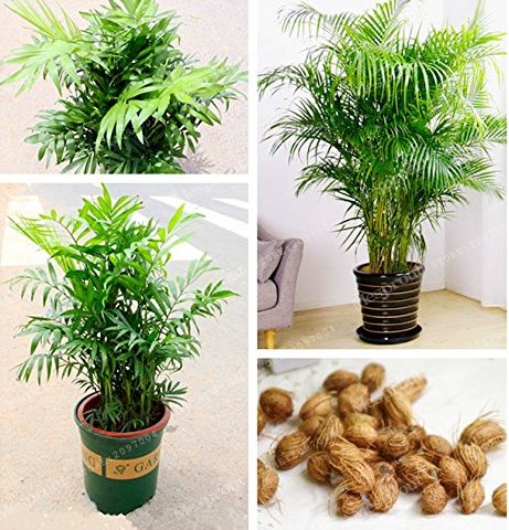 JMS Rare Chrysalidocarpus Lutescens Seeds 5 Pcs/Bag Areca Palm Bonsai Seeds Indoor Butterfly Palm Se