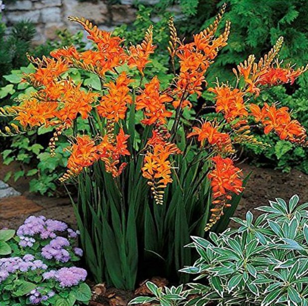JMS 100 Pcs Orange Daffodil Seeds, Garden Narcissus Flower Seeds Rare Bosnai Tazetta Flowers Plants 