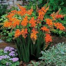 JMS 100 Pcs Orange Daffodil Seeds, Garden Narcissus Flower Seeds Rare Bosnai Tazetta Flowers Plants 