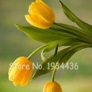 JMS 200 Pcs Rare Color Ice Cream Tulip Flower Tulipagesneriana Tulipanes Bonsai Tulipa Gesneriana Pl
