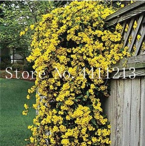 JMS 100 Pcs Climbing Jasmine Plant Rare Flower Bonsai Perennial Indoor Outdoor Plants Decorative Hou