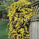 JMS 100 Pcs Climbing Jasmine Plant Rare Flower Bonsai Perennial Indoor Outdoor Plants Decorative Hou