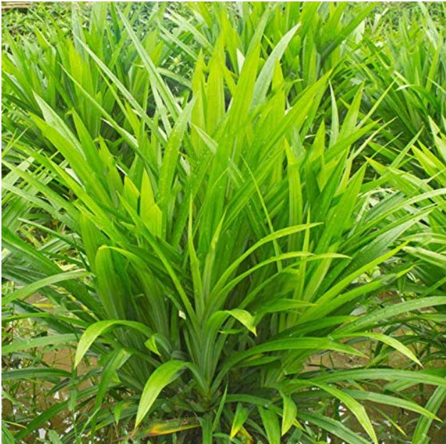 JMS 50Pcs/Bag Fragrant Grass Seeds Annual Pandan Flower Potted Seeds Fragrant Spices Diy Home Garden