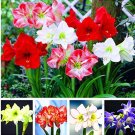 JMS Amaryllis Chinese Bonsai Amarilis Planting 100 Pcs/Pack,Bonsai Plant For Home Courtyard Mixed Co