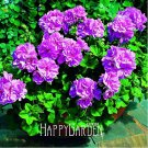JMS 30Pcs/Bag Elegant Purple Univalve Geranium Seed Perennial Flower Garden Pelargonium Peltatum For