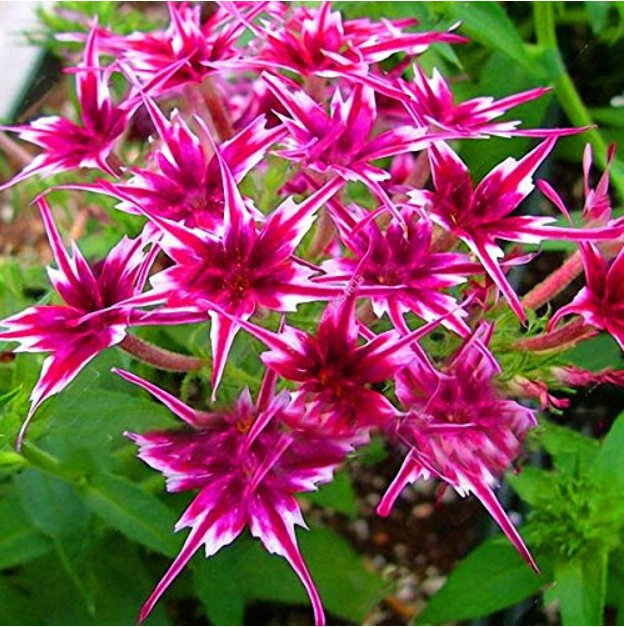 JMS 50Pcs/Pack Phlox Flower Seeds Garden Courtyard Bonsai Potted Diy Plants Flower Seeds - (Color: R