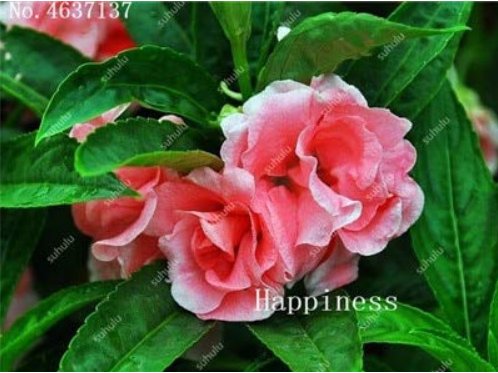 JMS Balsam Flower Bonsai Impatiens Balsamina Bonsai Flower, Toutch-Me-Not Flower For Home Garden Pla