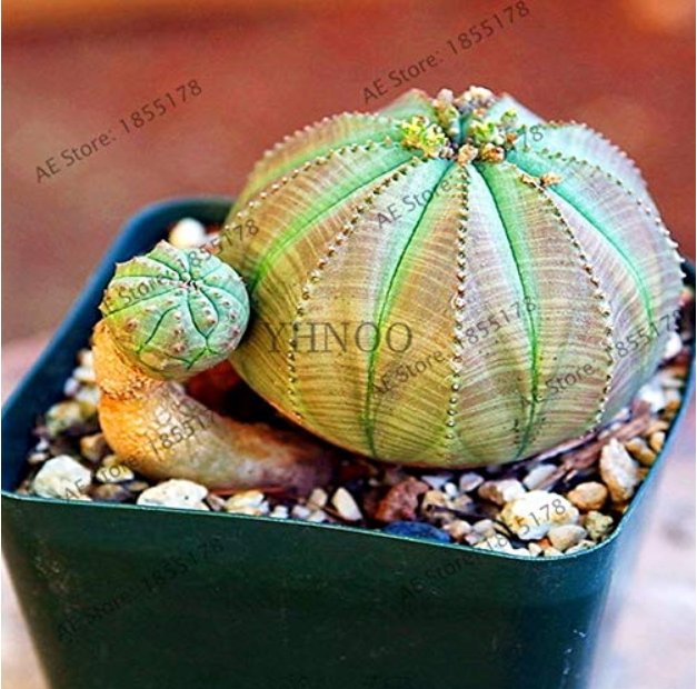 JMS 100 Pcs/Bag Real Mini Euphorbia Obesa Flores Perennial Plant