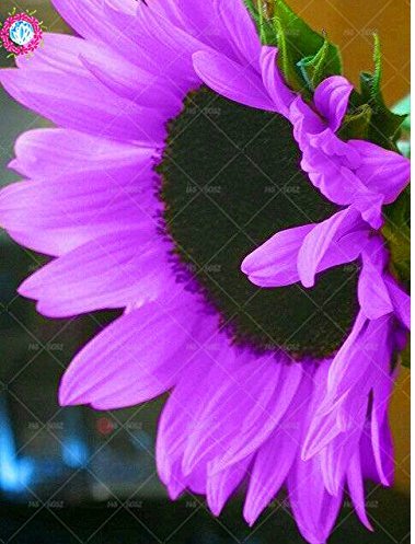 JMS 20Pcs Pink Sunflower Seeds.Perennial Indoor Flower Plant Seeds,Dwarf Sunflower Graines For Plant