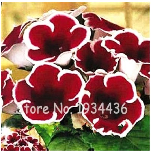 JMS Imported Gloxinia Plant 200 Pcs Perennial Sinningia Gloxinia Home Garden Pot Easy To Grow Rare B