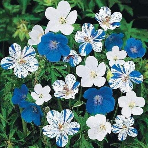 JMS 100Pcs 'Old Shoes Or Roof Tiles ' Seeds Hardy Perennial Pot Flowers Blue White Bi-Color Stripes