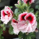 JMS  Bi-Colored Red White Univalve Geranium Seeds, 20Pcs/Pack, Garden Pelargonium Peltatum Plant