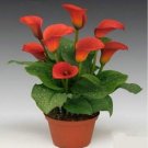 JMS Calla Lily Bulbs