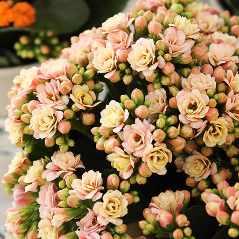 JMS Pink Longevity Flower Seeds, 100 Seeds/Pack, Kalanchoe Flowers