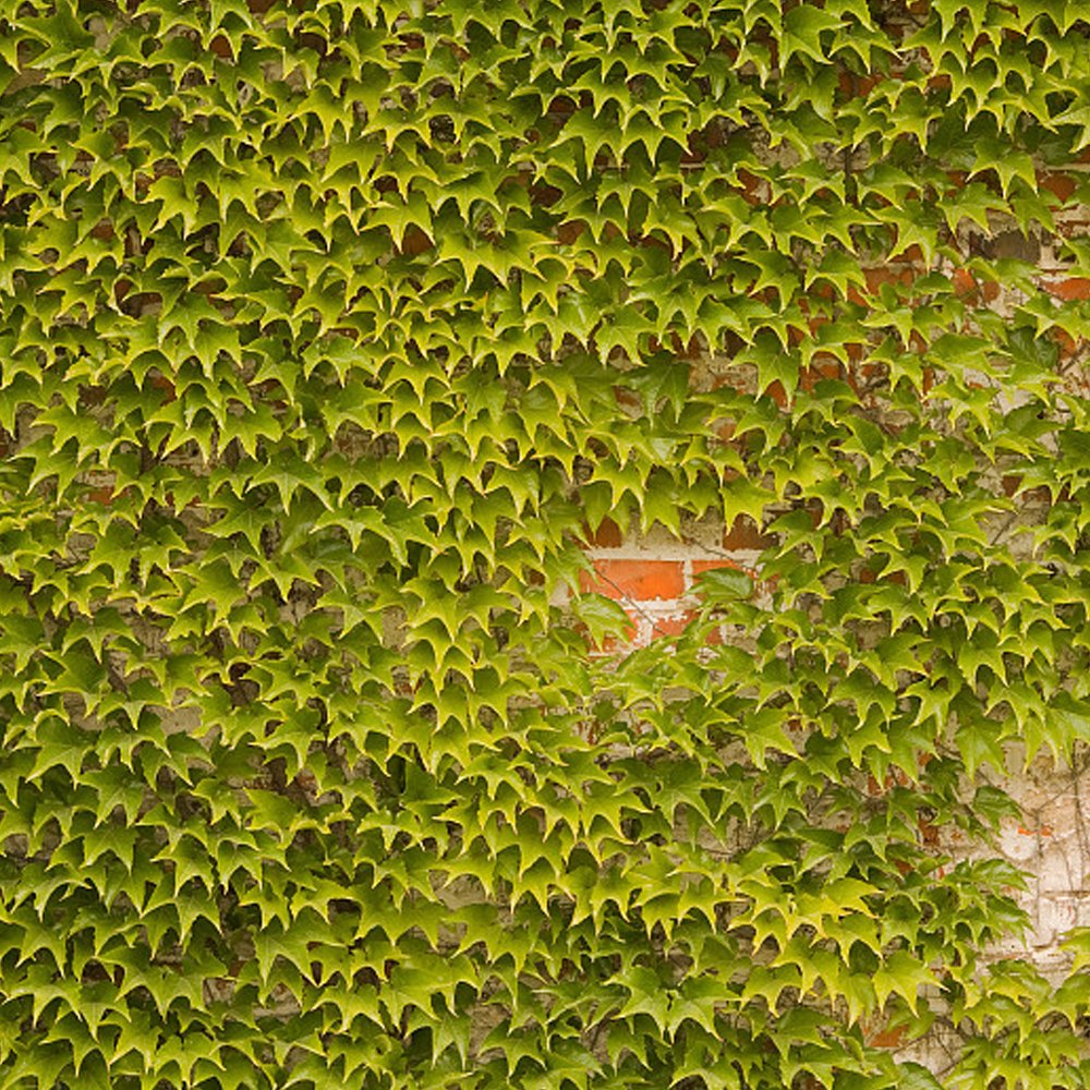 JMS  Boston Ivy Outdoor Creepers Plant Seeds, 100 Seeds/Pack, Perennial Climbing Ornamental Plants