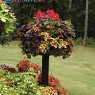 JMS  Coleus Seeds, 100 Seeds / Pack, Rainbow Colorful Dragon Ornamental Herb Plants