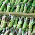 JMS  Wasabi Seeds, Approx 400 Seeds / Pack, Original Pack, Japanese Mustard Herbs