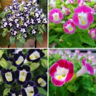 JMS  Mixed 4 Colors Torenia Fournieri Seeds, 200 Seeds / Pack, Red Pink Black Blue Wishbone Flowers