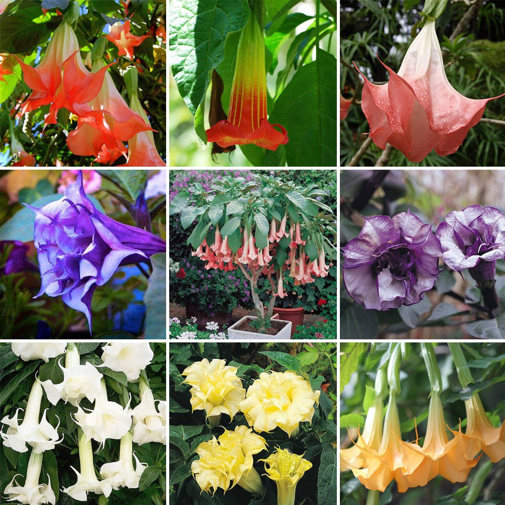 JMS  Datura Plants Herbs Flower Seeds Mixed 9 Colors Datura Trumpet Flowers, 30 Seeds/Pack, Professi