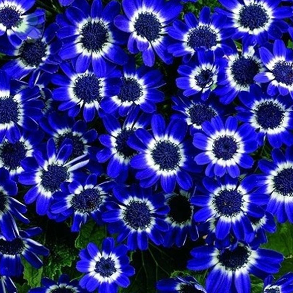JMS 50Pcs Rare Blue Daisy Seeds