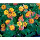 JMS  Lantana Camara Flower Seeds, 50 Seeds / Pack, Umbelanterna Orange-Red Big-Sage West Indian Lant