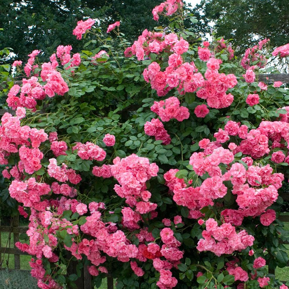JMS Pink Climbing Jasmine Plant  Flower Seeds, 100 Seeds / Pack, Rare Bonsai Perennial Indoor Outdoo