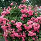 JMS Pink Climbing Jasmine Plant  Flower Seeds, 100 Seeds / Pack, Rare Bonsai Perennial Indoor Outdoo