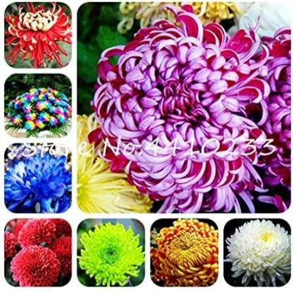 JMS China Chrysanthemum Aster Seeds, Mixed