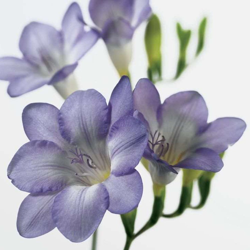 JMS 100Pcs Freesia Seeds