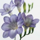 JMS 100Pcs Freesia Seeds