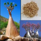 JMS Adenium Socotranum Seeds