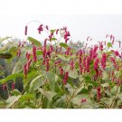 JMS Polygonum Orientale Seeds 'Kiss-Me-Over-The-Garden-Gate' Princess Feather Annual Plant