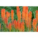JMS Kniphofia 'Elvira' Seeds Red Hot Poker Torch Lily 'Elvira' Flowers
