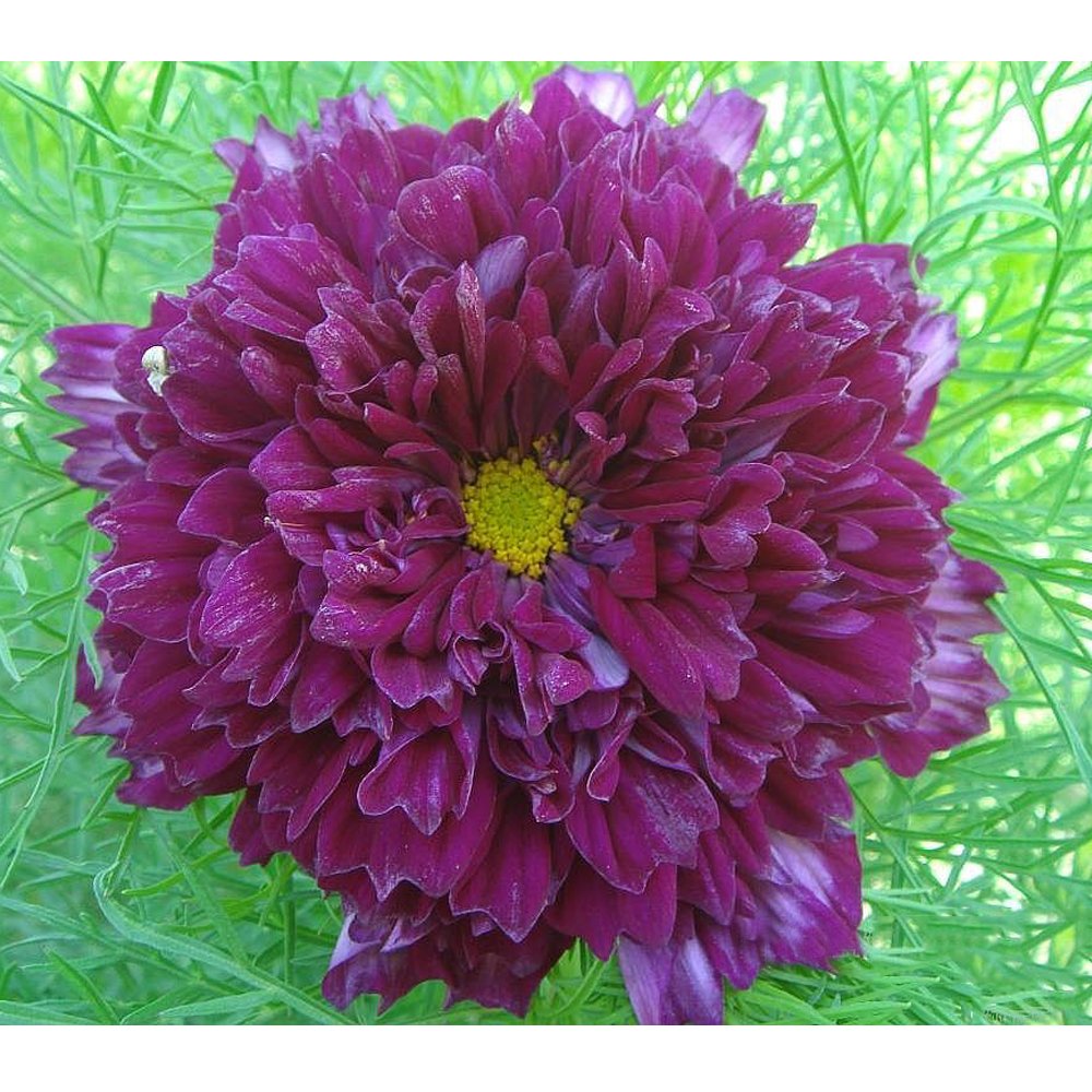 JMS Purple (Mixed) Cosmos Bipinnatus Coreopsis Seeds Purple Double Flowers Also Mix Other Colors Dou