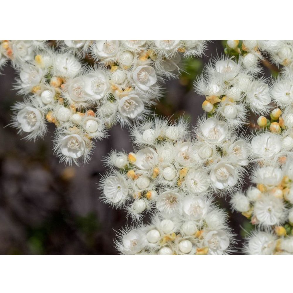 JMS Verticordia Eriocephala Seeds White Lambswool Wild Cauliflower Cream White Flowers