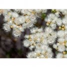 JMS Verticordia Eriocephala Seeds White Lambswool Wild Cauliflower Cream White Flowers