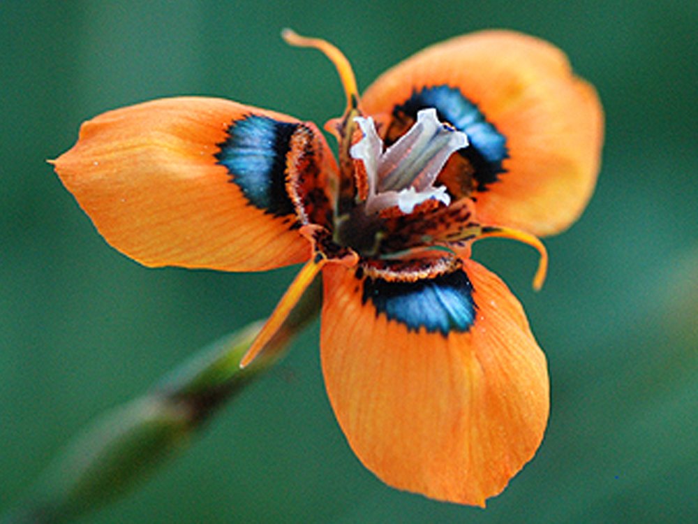 JMS Rare Moraea Tulbaghensis Flower Seeds South Africa Flowers Orange Open Petals With Black Blue Ce
