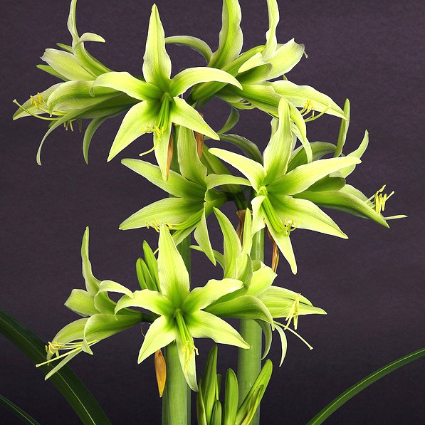 JMS Green Hippeastrum Rutilum Flower 100 Seeds