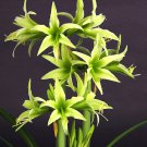 JMS Green Hippeastrum Rutilum Flower 100 Seeds