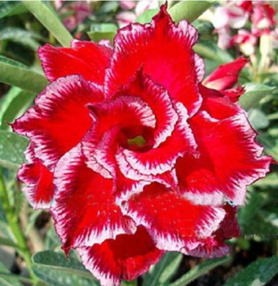 JMS  Adenium Fire Red 5-Layer Double Flowers With Pale White Edge Flower Seeds 20Pcs Desert Rose