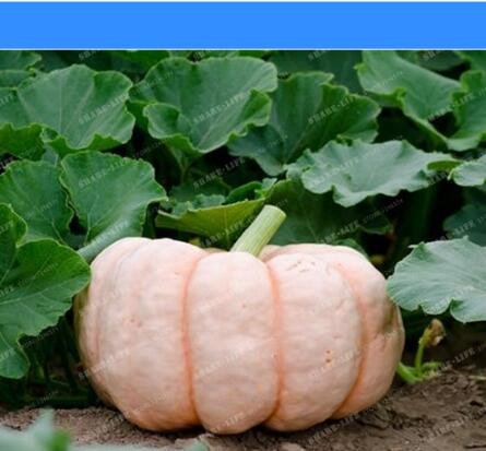 JMS New Pink Pumpkin Vegetables Seeds