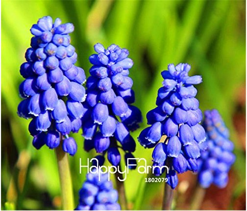 JMS 100 Pieces/Bag New Arrival!Blue Violet Purple Grape Hyacinth Flower Seeds