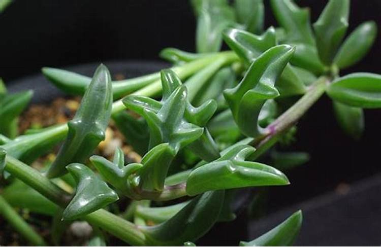 JMS Dolphin Succulent Seeds  Dl425C