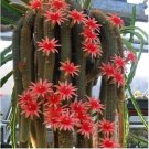 JMS Hildewintera Aureispina Cactus Seeds  Dl424C