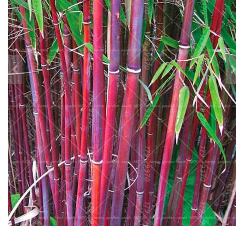 JMS Moso Red Bamboo Seeds 100+