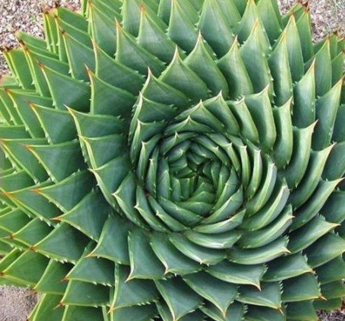 JMS 5 Seeds African Spiral Aloe