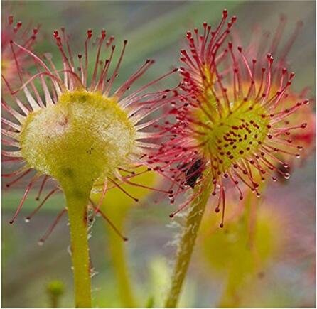 JMS New Rare Colorful Drosera Peltata Potted Plant Circular Sundew Carnivorous Plants Garden 100+ Se