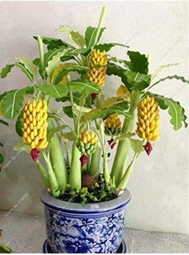JMS 30 Pcs Dwarf Banana Seeds