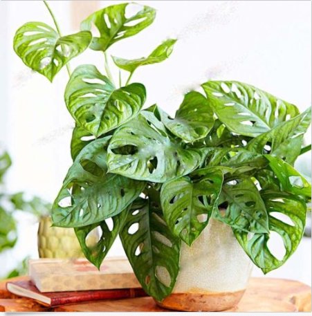 JMS 50/100Pcs Monster Opliqua Evergreen Hybrid Seeds Dl405C